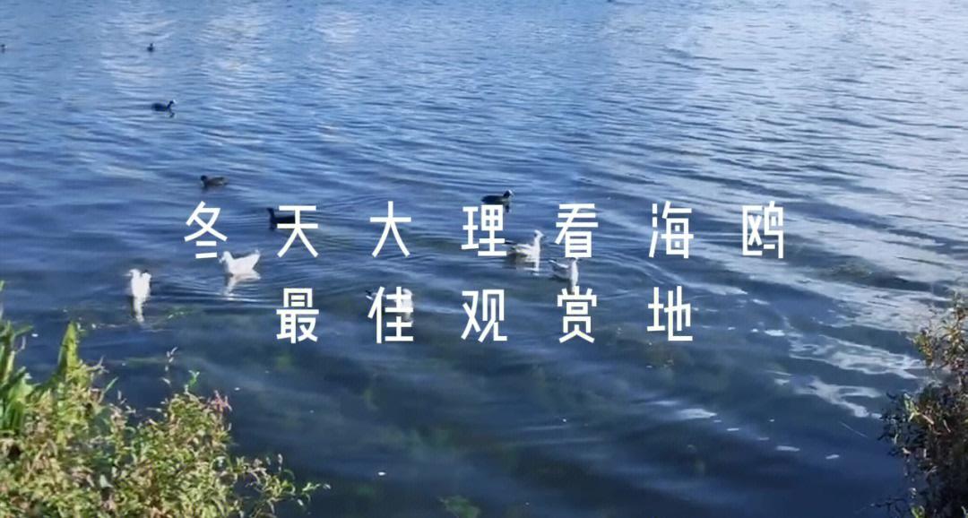 足球盛事：亚洲洲际杯观赏指南